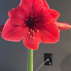 Meet your Posher, Norma